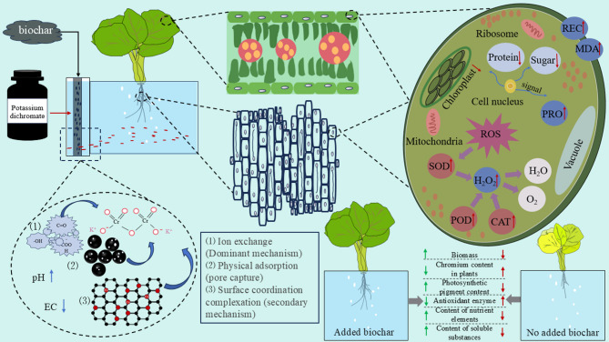 Assessment of biochar filter application in improving chromium stress tolerance and plant physiology in Chinese cabbage (Brassica rapa) under a flow-through water setup.
