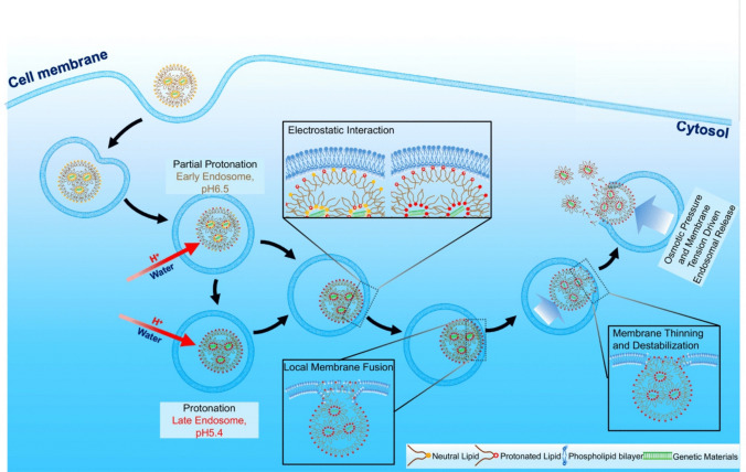 Mechanism of pH-sensitive Amphiphilic Endosomal Escape of Ionizable Lipid Nanoparticles for Cytosolic Nucleic Acid Delivery.