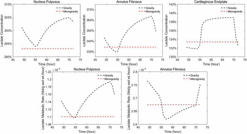 Numerical study on the effect of microgravity on biomechanics in human lumbar intervertebral discs.