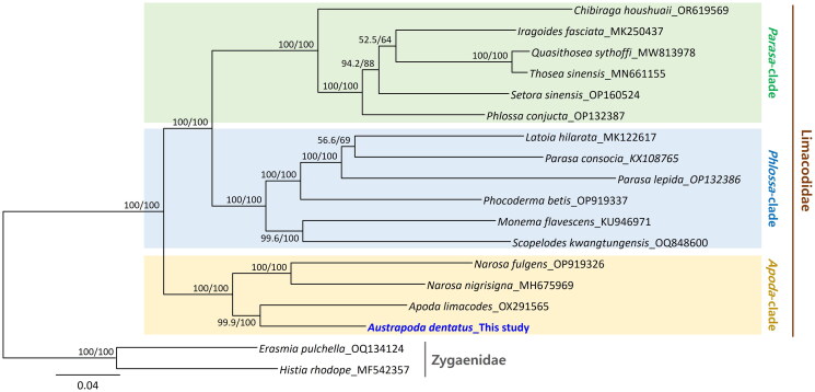 Complete mitochondrial genome of <i>Austrapoda dentatus</i> Oberthür, 1879 (Lepidoptera: Limacodidae).