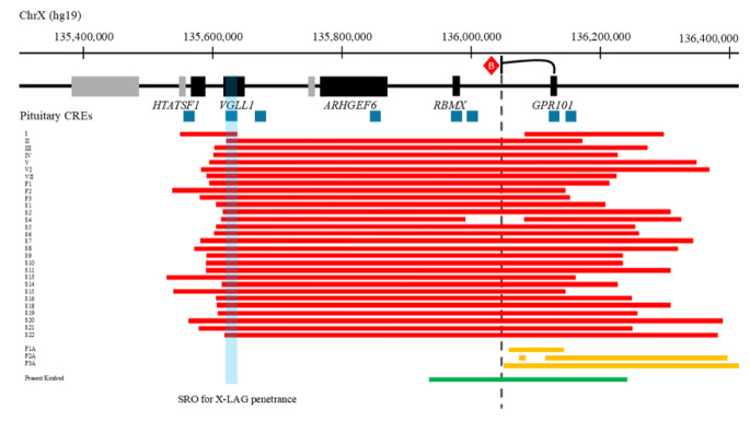Non-penetrant Xq26.3 duplication involving the invariant TAD border: clinical evidence for the VGLL1 region as the GPR101 pituitary enhancer of X-linked acrogigantism.