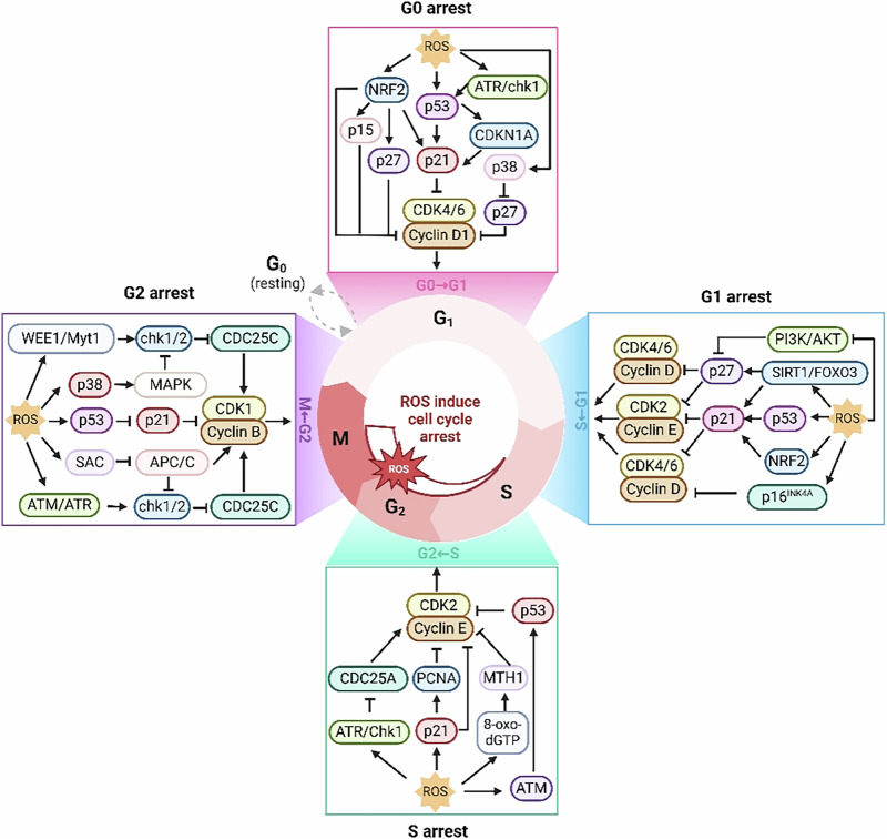 Immunometabolism and oxidative stress: roles and therapeutic strategies in cancer and aging.