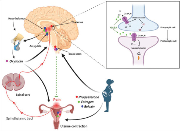 Effect of pregnancy hormones on pain perception in the peripartum period: A narrative review.