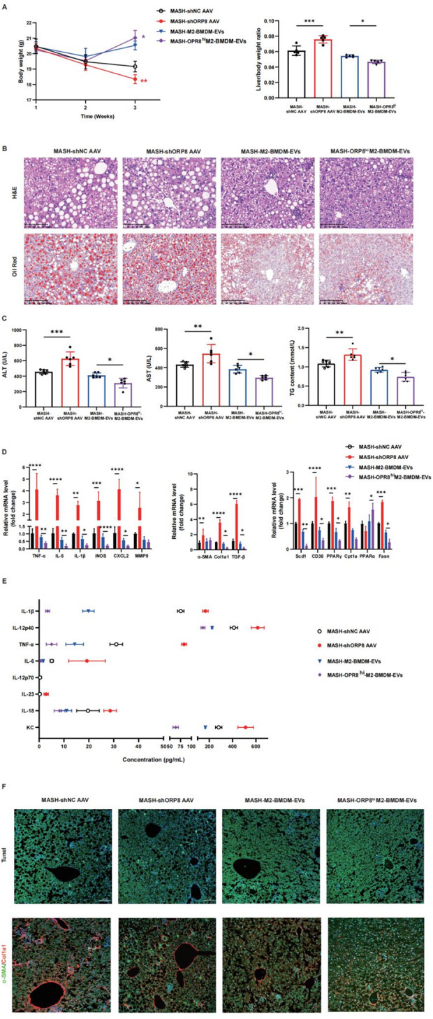 Correction: BMDM-derived ORP8 suppresses lipotoxicity and inflammation by relieving Endoplasmic reticulum stress in mice with MASH.