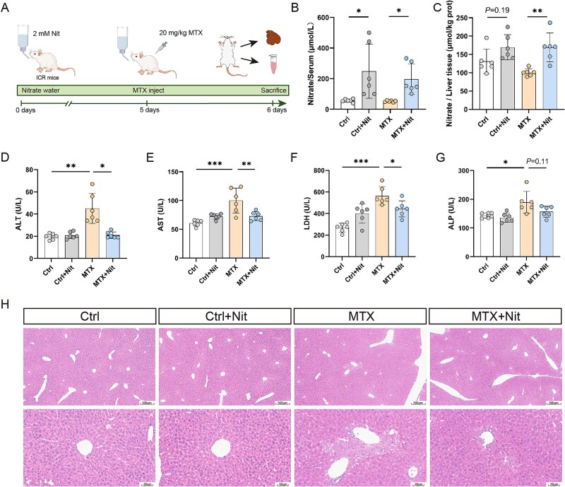 Nitrate protects against methotrexate-induced liver injury by activating Wnt/β-catenin Signaling in mice.
