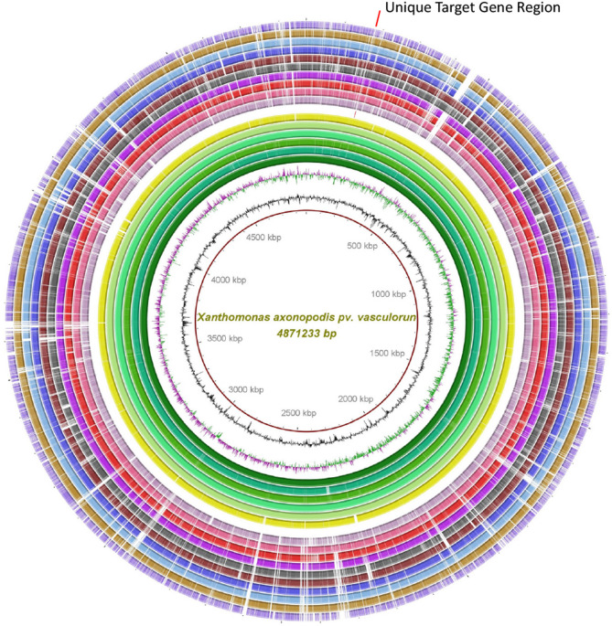 Genome guided LAMP assay for rapid and reliable detection of Xanthomonas axonopodis pv. vasculorum.
