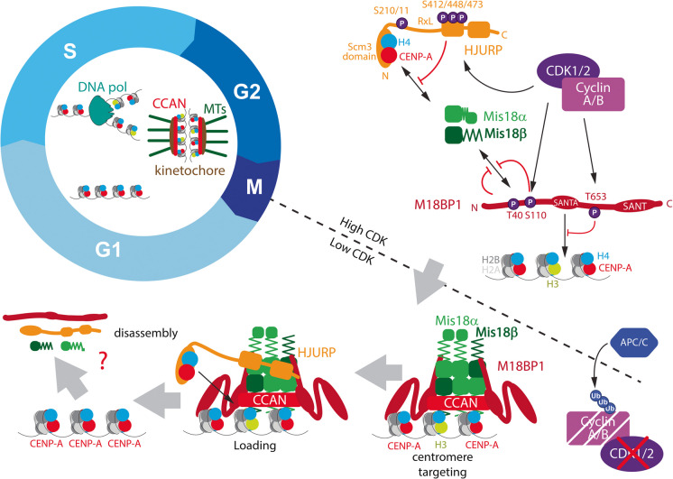 A brief historical perspective on cell cycle control of CENP-A assembly and inheritance.