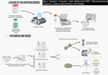 Glass Ionomer Cements with Halloysite-CHX: Physicochemical Properties, Antimicrobial Activity, Cell Viability.