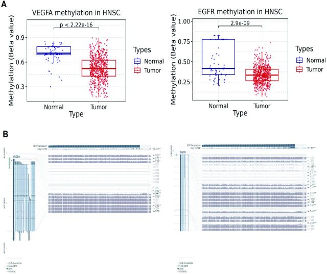 Illuminating the role of VEGFA and EGFR in head and neck squamous cell carcinoma through the multi-omics data integration.