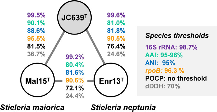 Description of Stieleria mannarensis sp. nov., isolated from a marine sponge, and proposal to include members of the genus Roseiconus in the genus Stieleria