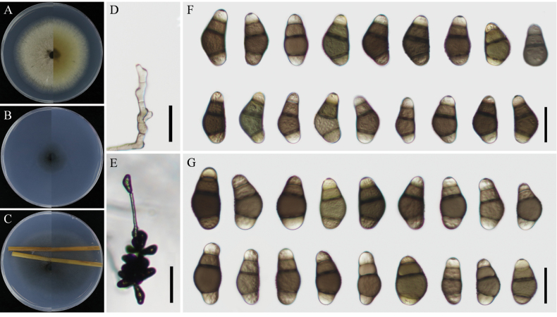 ﻿Morphological and phylogenetic analyses reveal two novel species of <i>Curvularia</i> (Pleosporales, Pleosporaceae) from southern China.