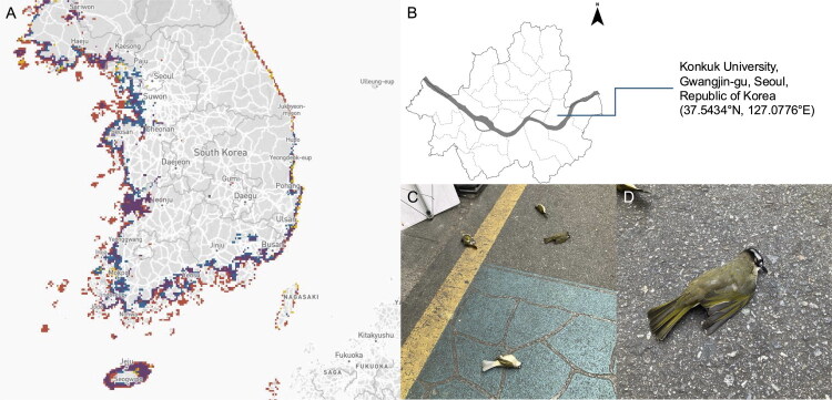 Complete mitochondrial genome sequencing and phylogenetic analysis of the Light-vented Bulbul (<i>Pycnonotus sinensis</i>) killed by window collision in South Korea in 2023.