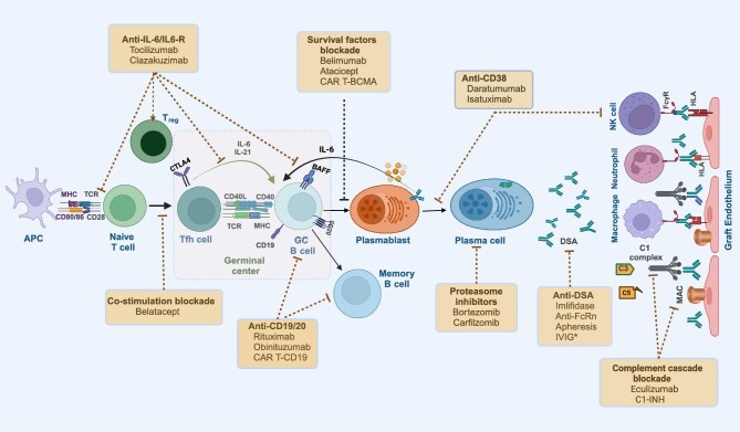 Desensitization in HLA-incompatible kidney transplant recipients: current strategies and emerging perspectives.