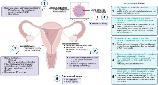 Improving sperm selection strategies for assisted reproduction through closing the knowledge gap in sperm maturation mechanics.