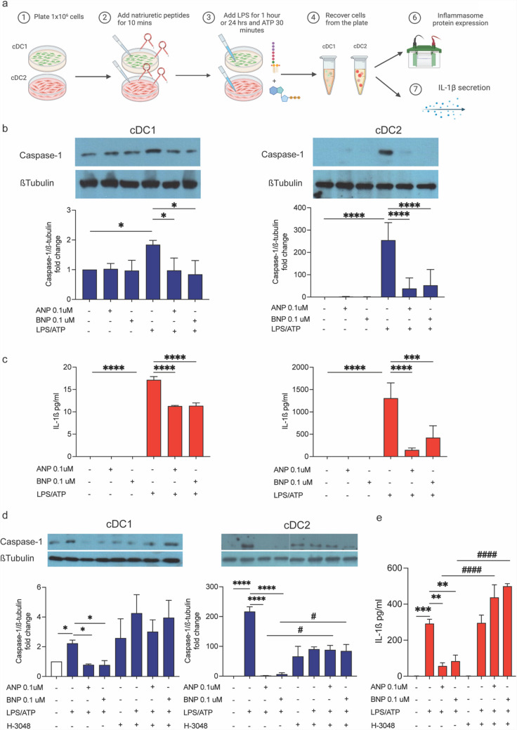 Natriuretic peptides as novel regulators of dendritic cells-mediated inflammation.