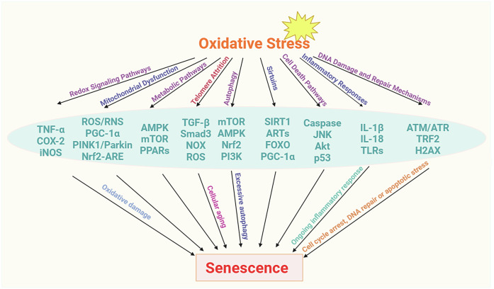 Immunometabolism and oxidative stress: roles and therapeutic strategies in cancer and aging.