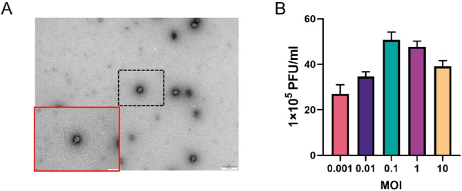 Isolation and characterization of a novel bacteriophage PUTH1 active against Pseudomonas aeruginosa.