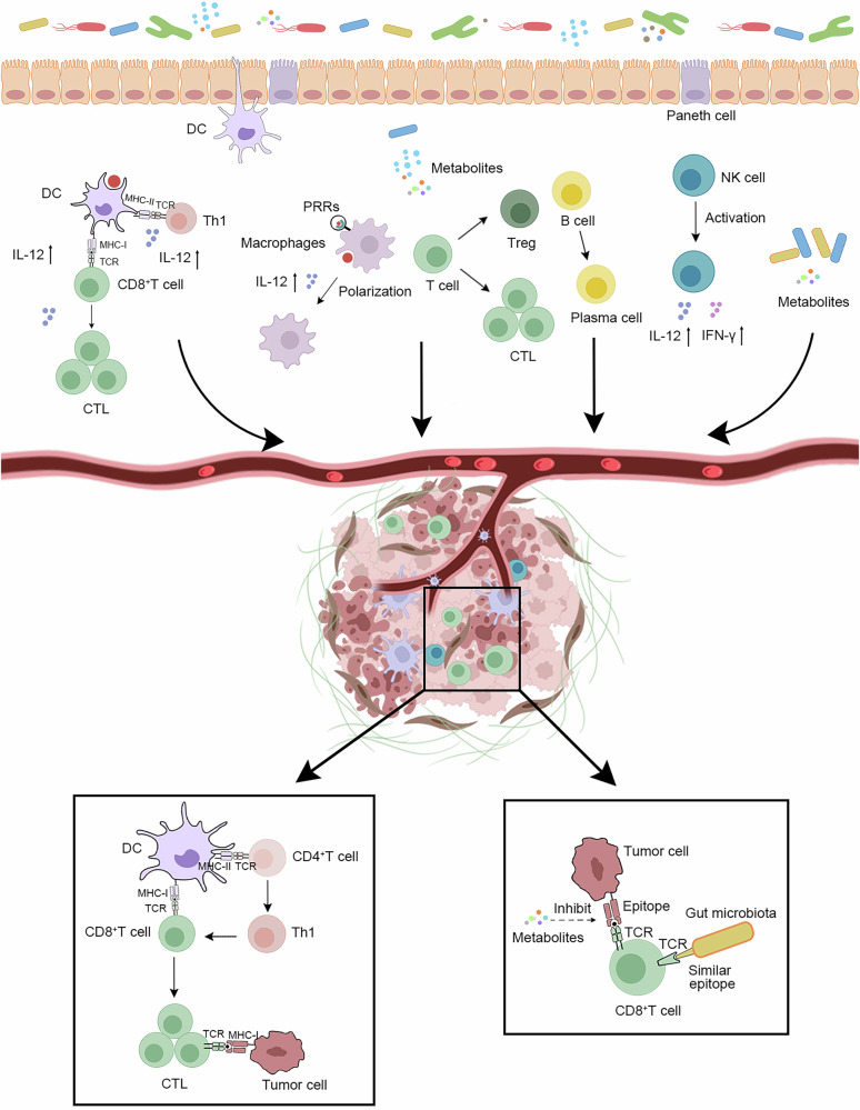 Gut microbiota shapes cancer immunotherapy responses.