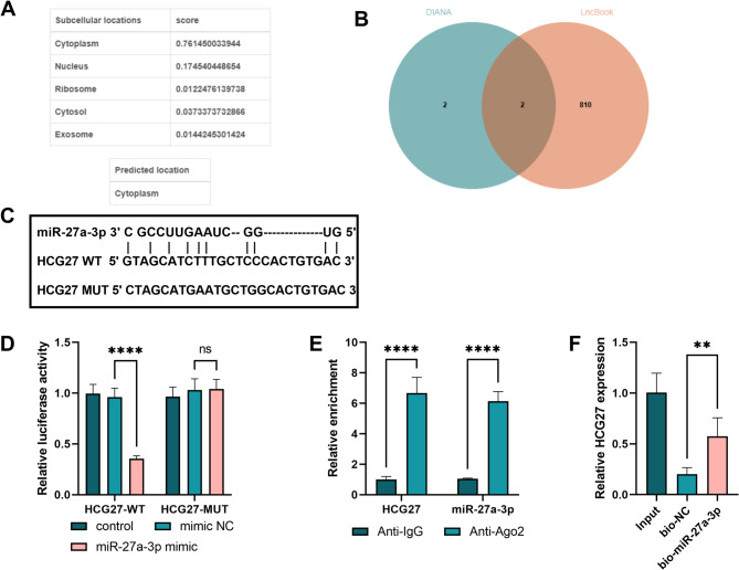 Silencing LncRNA HCG27 ameliorates cognitive dysfunction after ischemic stroke via miR-27a-3p regulation.