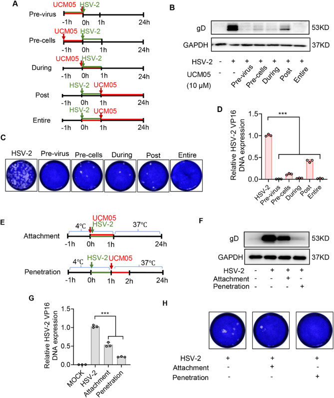 Small molecule UCM05 inhibits HSV-2 infection via targeting viral glycoproteins and fatty acid synthase with potentiating antiviral immunity.