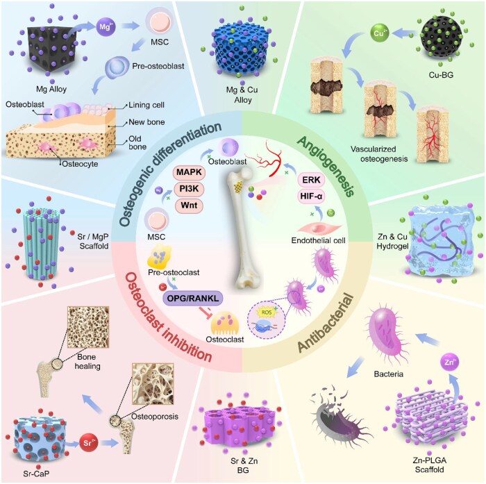 Strategic incorporation of metal ions in bone regenerative scaffolds: multifunctional platforms for advancing osteogenesis.