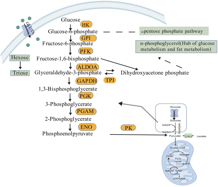 Research Progress on Glycolysis in the Pathogenesis of Asthma.