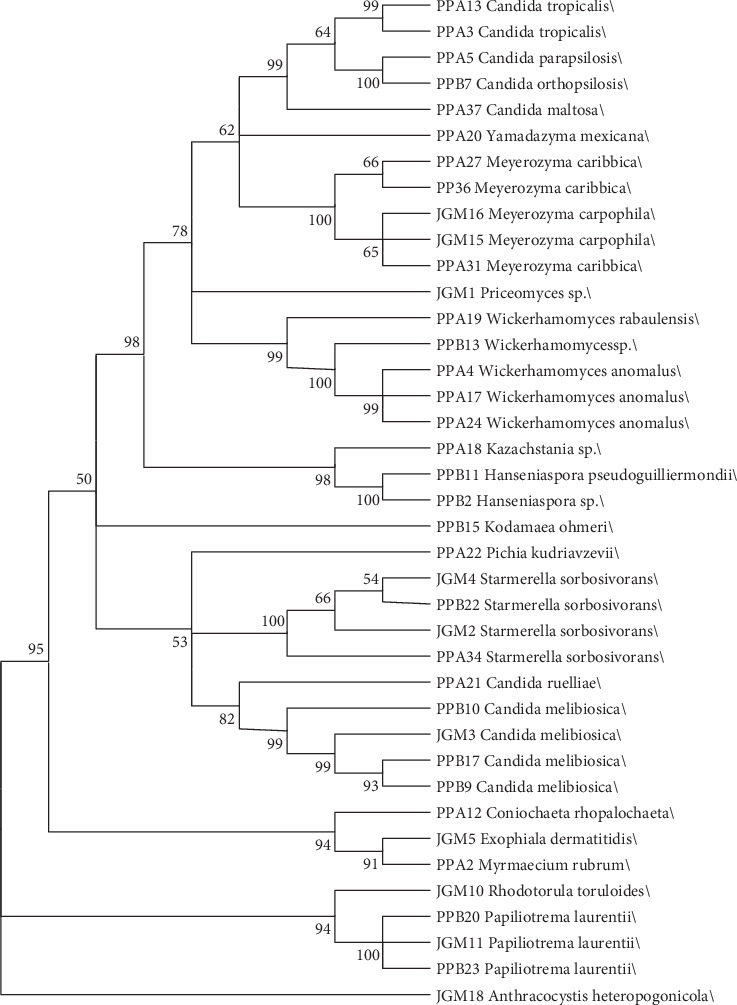 Phylogenetic Diversity and Extracellular Enzymatic Activities of Yeasts and Yeast-Like Fungi Isolated From <i>Qualea grandiflora</i> (Vochysiaceae) in Cerrado Areas in Northern Minas Gerais, Brazil.