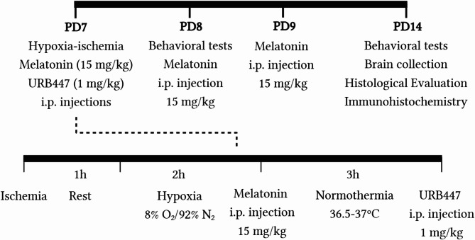 Neuroprotective effect of the combination therapy of melatonin and URB447 after neonatal hypoxia-ischemia.