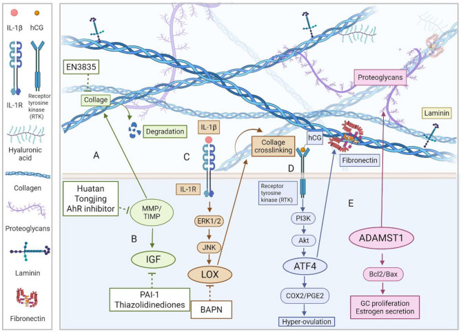 Extracellular matrix dysregulation in PCOS: pathogenesis, therapeutic strategies, and innovative technologies.