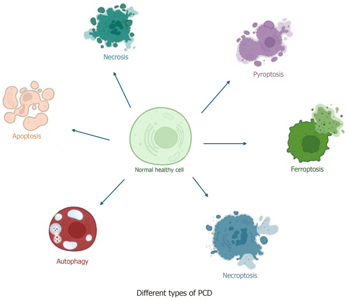 Unleashing the potential of ferroptosis, autophagy, and mitochondrial dynamics as emerging modalities in cancer treatment.
