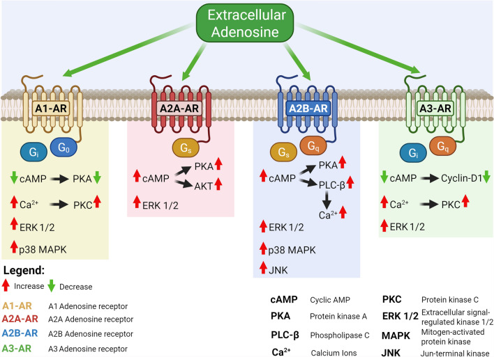 Clostridioides difficile meets the adenosine system: the art of manipulating host homeostasis.