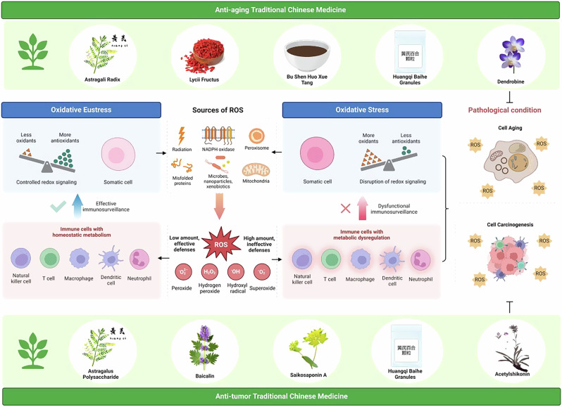 Immunometabolism and oxidative stress: roles and therapeutic strategies in cancer and aging.