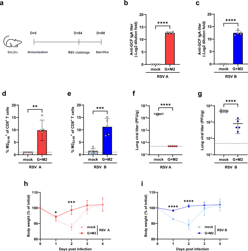 Single-dose intranasal adenovirus-based RSV vaccines targeting G and M2.