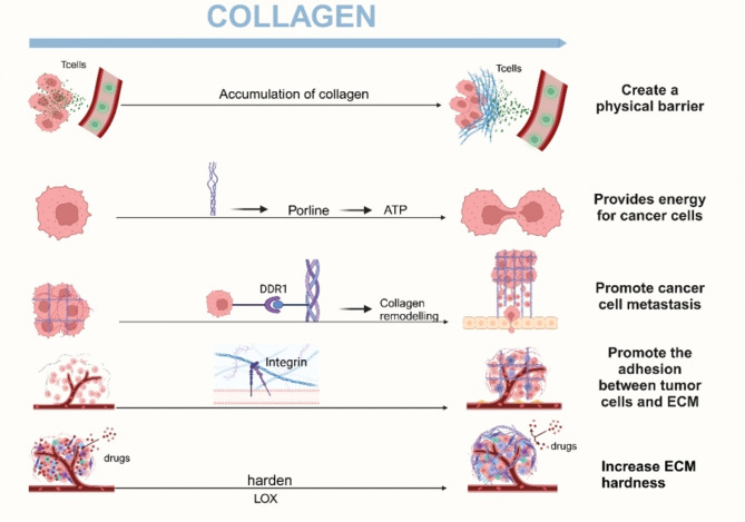 Targeting collagen to optimize cancer immunotherapy.