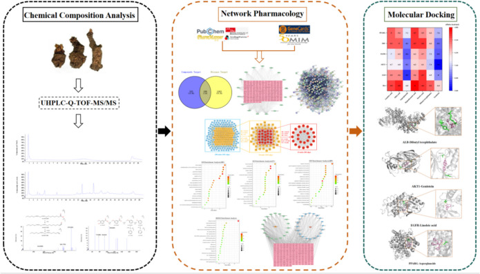 Exploring chemical constituents and anti-inflammatory mechanisms of Semiaquilegiae Radix via an integrated strategy combining UHPLC-Q-TOF-MS analysis, network pharmacology and molecular docking.