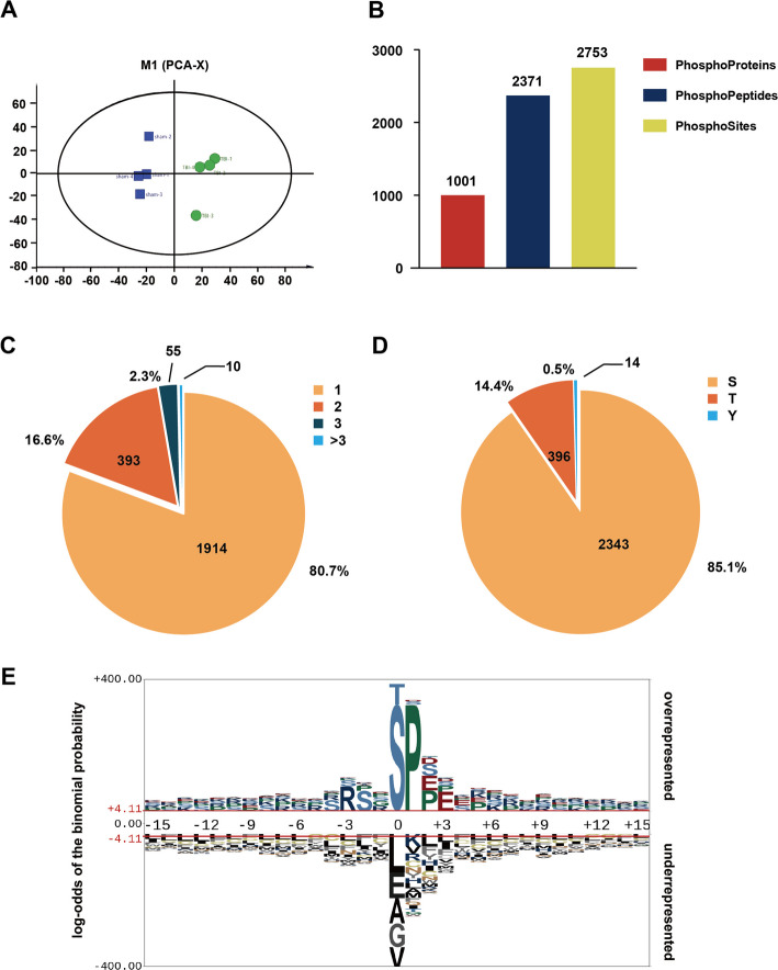 Unveiling the role of PSD95 phosphorylation after traumatic brain injury: insights from phosphoproteomic analysis.