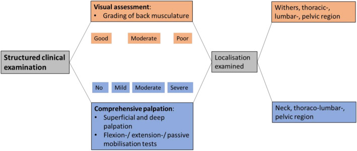 Evaluation of water treadmill training, lunging and treadmill training in the rehabilitation of horses with back pain.