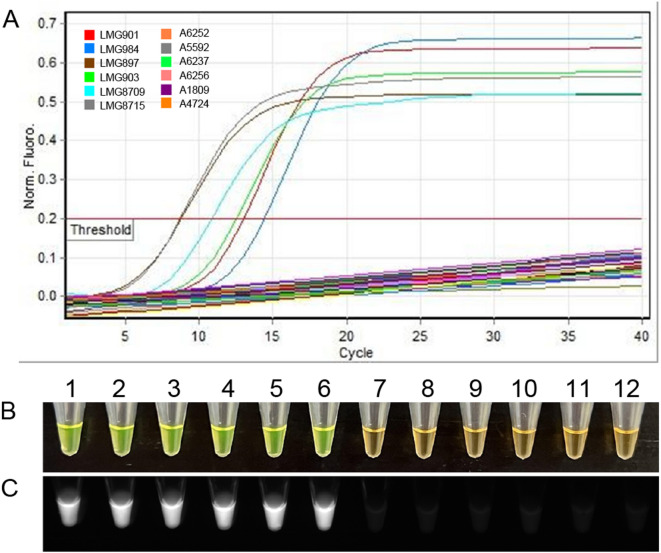 Genome guided LAMP assay for rapid and reliable detection of Xanthomonas axonopodis pv. vasculorum.