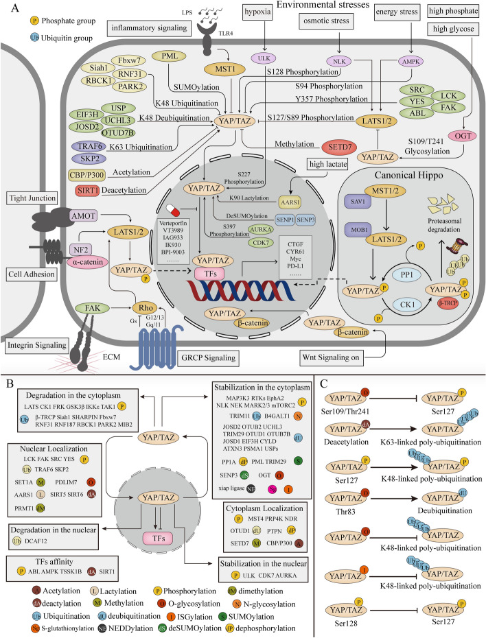 Posttranslational modifications of YAP/TAZ: molecular mechanisms and therapeutic opportunities.