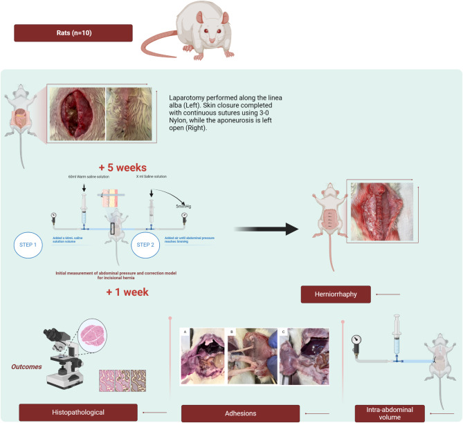 A reproducible rat model for predicting incisional hernia recurrence: insights for clinical translation.