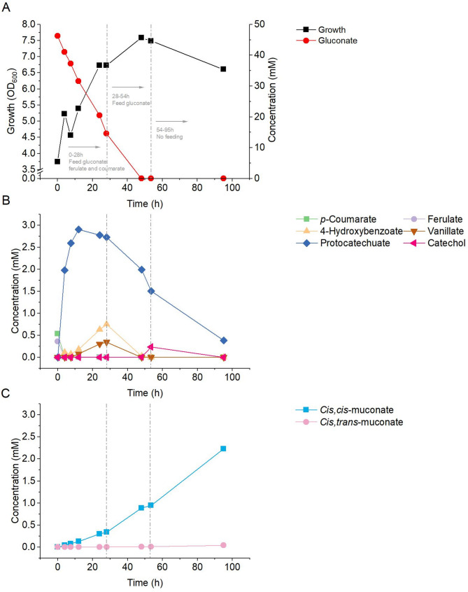 Cis,cis-muconic acid production from lignin related molecules byAcinetobacter baylyi ADP1.