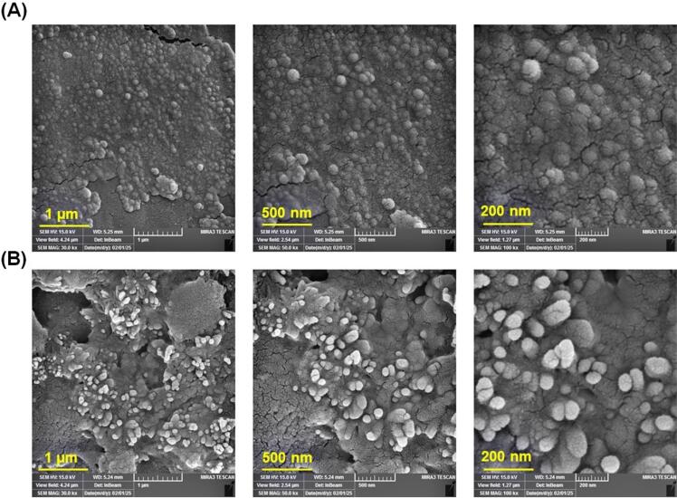 Biologically inspired laccase-mimicking OVA-Cu complex for degradation of organic dye pollutant: Artificial neural network modeling and optimization.