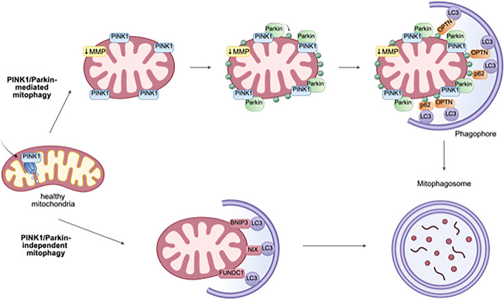 Understanding the mechanisms of mitochondrial rewiring during viral infections.