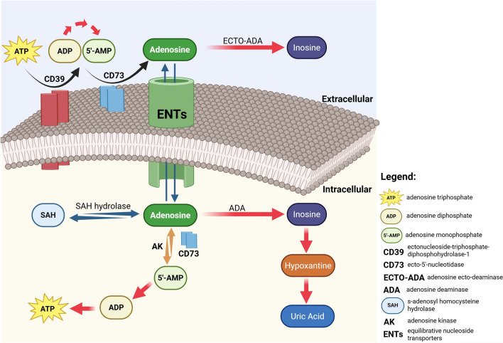 Clostridioides difficile meets the adenosine system: the art of manipulating host homeostasis.