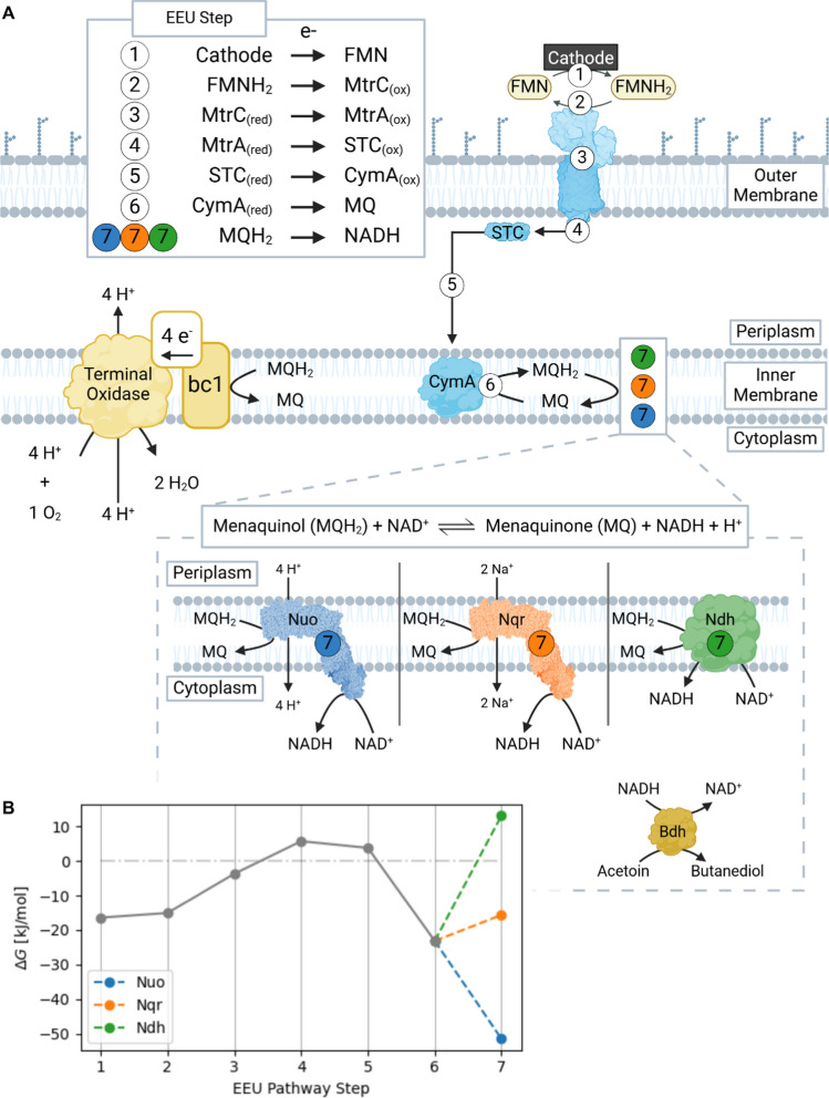 Energetic constraints of metal-reducing bacteria as biocatalysts for microbial electrosynthesis