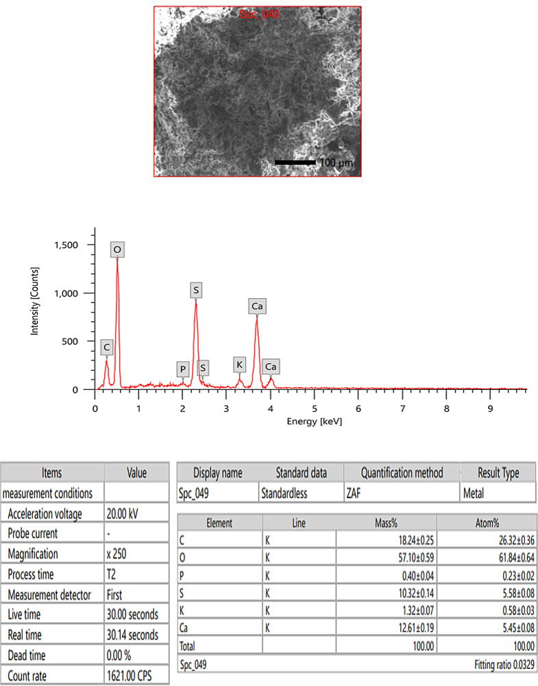 Antimicrobial, antidiabetic, antiviral, and antioxidant activities of fucoidan extracted from the brown seaweed Padina pavonica.