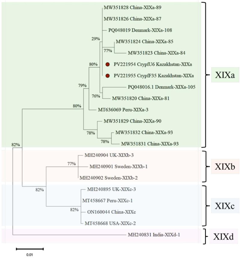 Molecular genetic characterization of <i>Cryptosporidium</i> and <i>Cystoisospora</i> protozoan infections in cats from large cities of Kazakhstan.