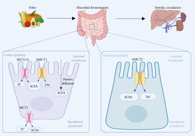 Linking Short-Chain Fatty Acids to Systemic Homeostasis: Mechanisms, Therapeutic Potential, and Future Directions.