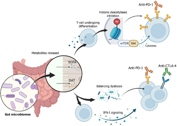 Microbiome dysbiosis and immune checkpoint inhibitors: Dual targets in Hepatocellular carcinoma management.