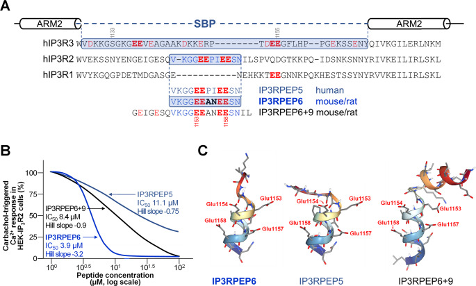 From IP3RPEP6 Inhibition of IP<sub>3</sub> receptor channels to insights: do channel subunits collaborate or cooperate?